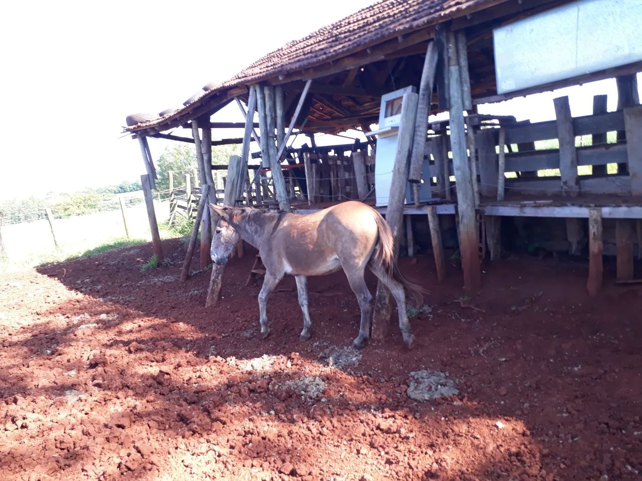 Burro para agropecuária - Foto 6