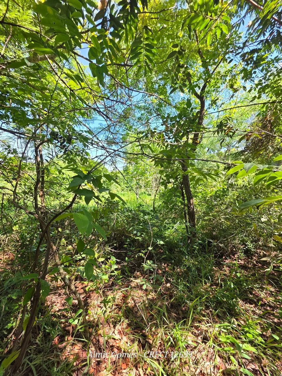 Chácara em Campo Grande com Córrego! - Foto 4