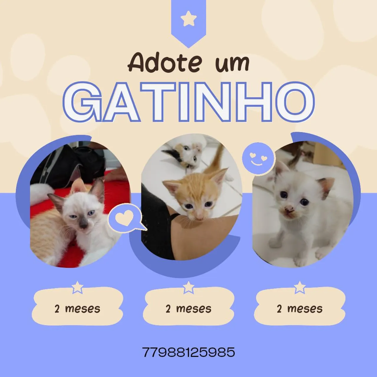 DOAÇÃO de Gatos. Atualmente estão próximos a 3 meses. São 2 machos.