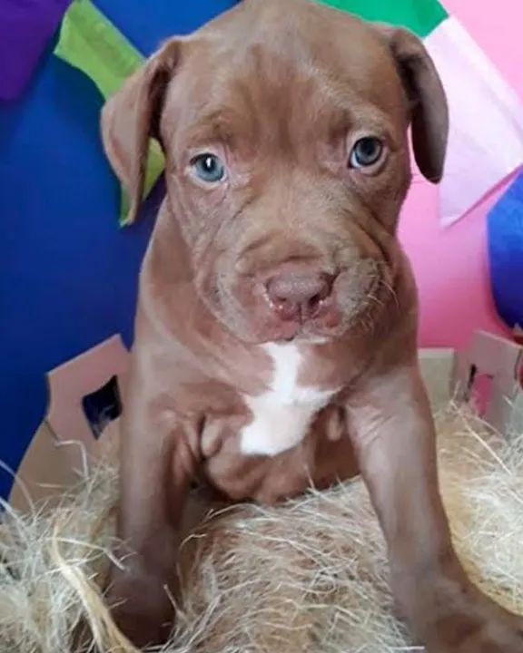 Filhote de Pitbull DOAÇÃO 