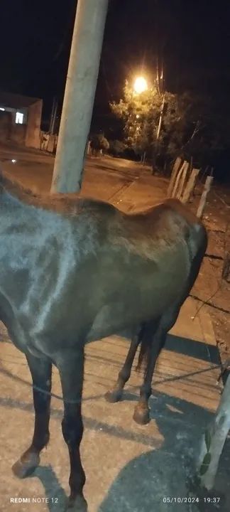 Égua mangalarga larga - Foto 2