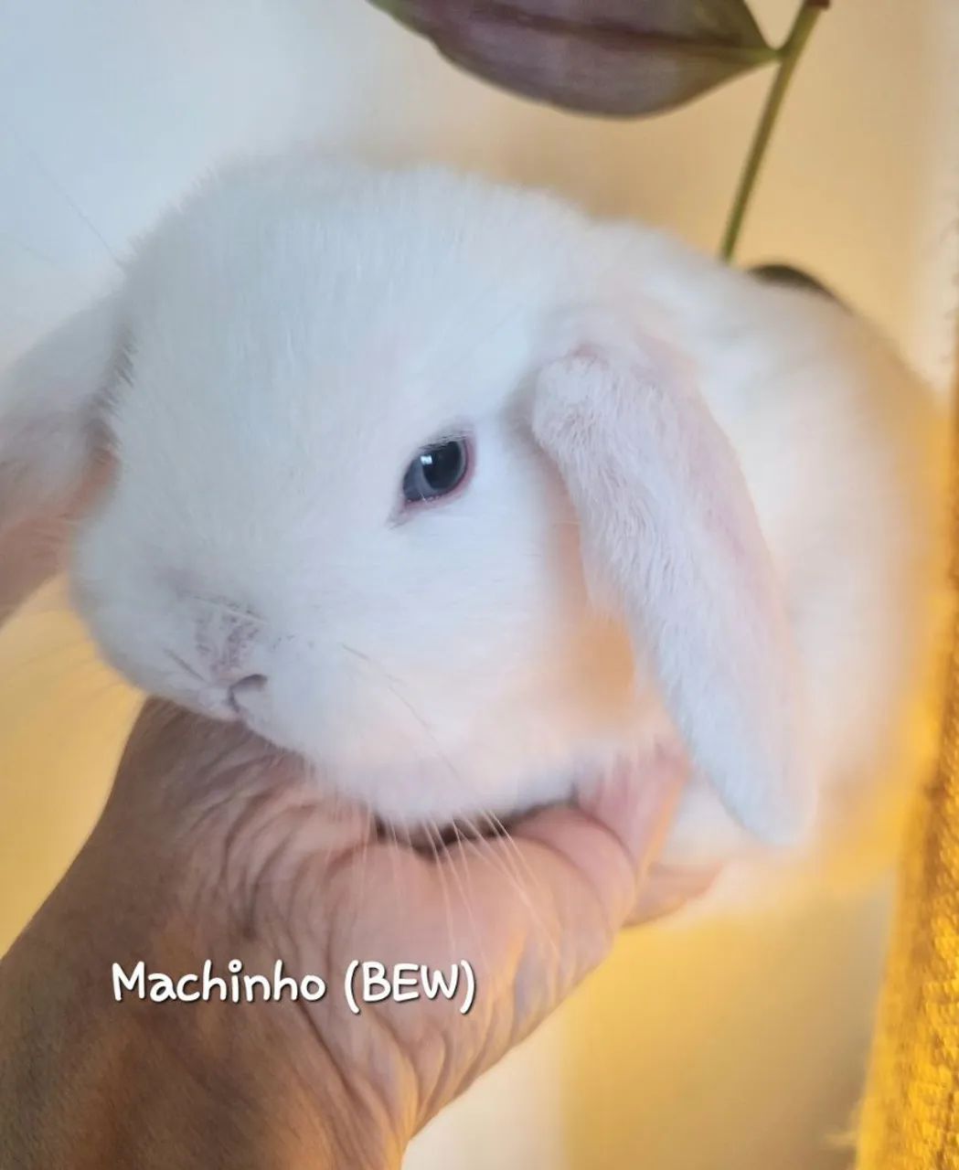 Coelhinho Mini Lop