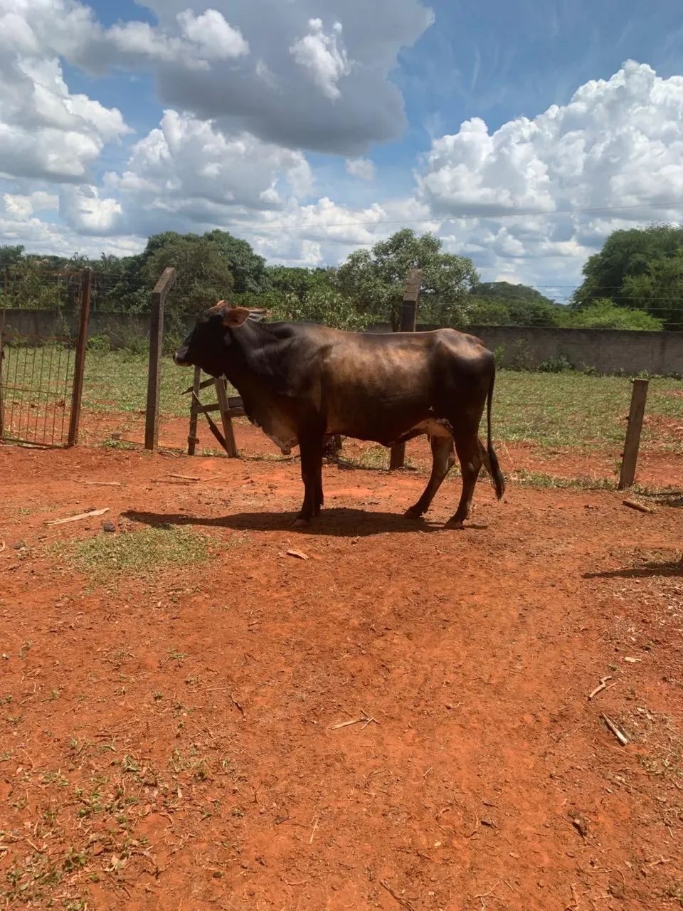 Vacas - Foto 5