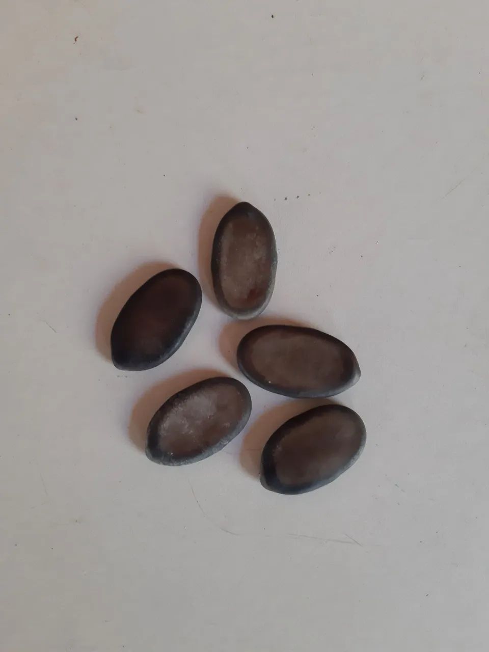 Sementes Árvore Guapuruvu. 5 Sementes ! - Foto 2