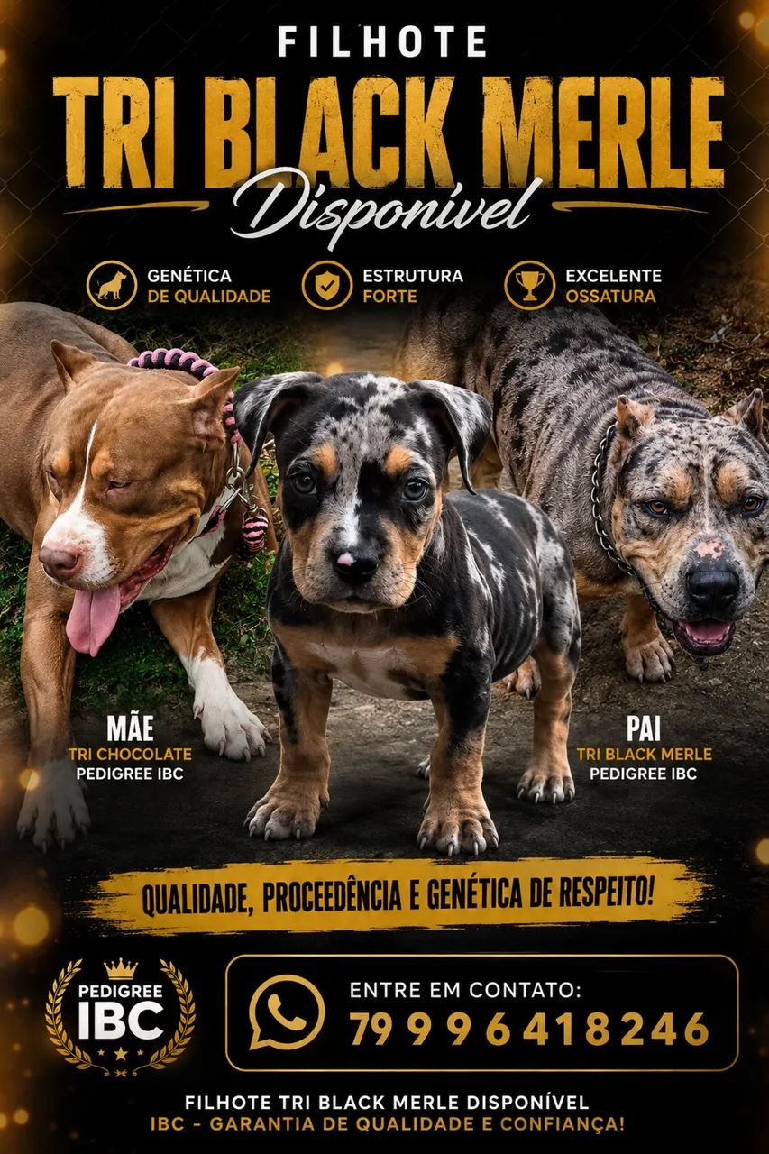Pit monster tri black Merle  - Foto 4