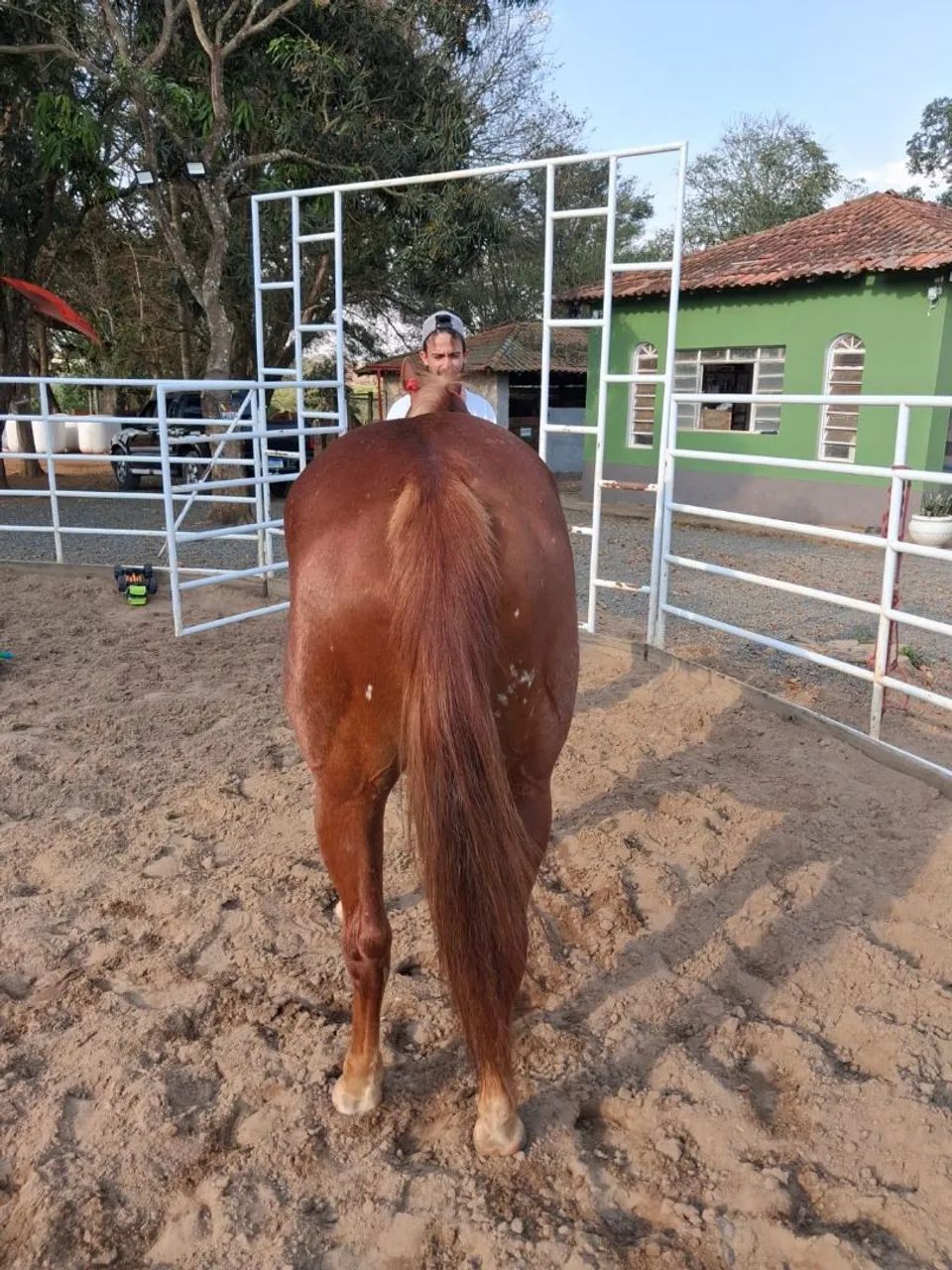 Égua quarto de milha  - Foto 4