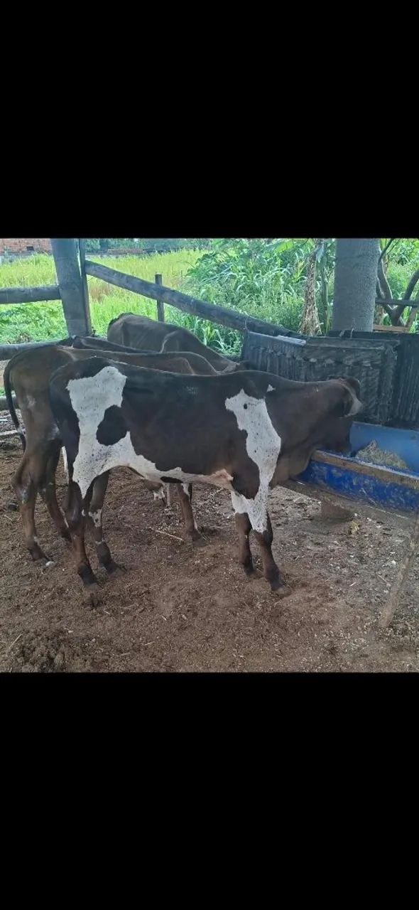 Vendo garrotes!!! - Foto 2