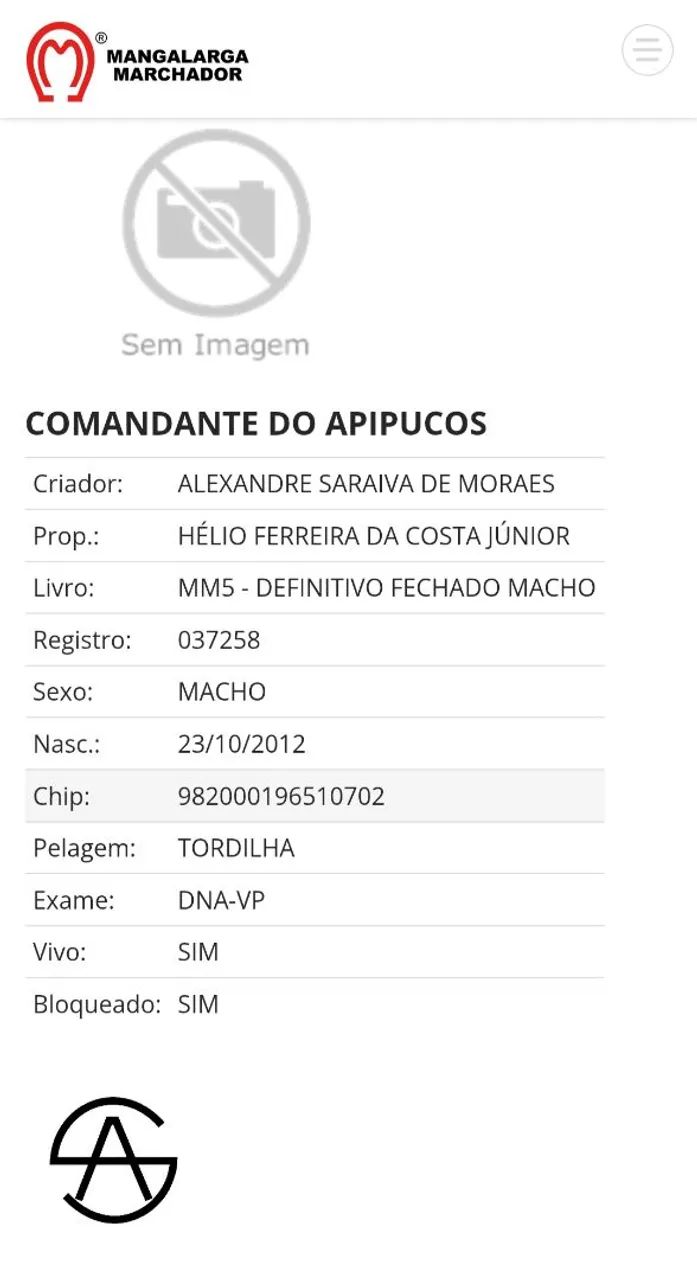Cavalo mangalarga  - Foto 3
