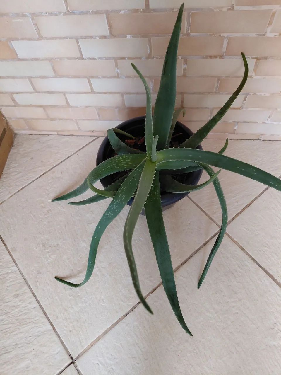 Babosa 