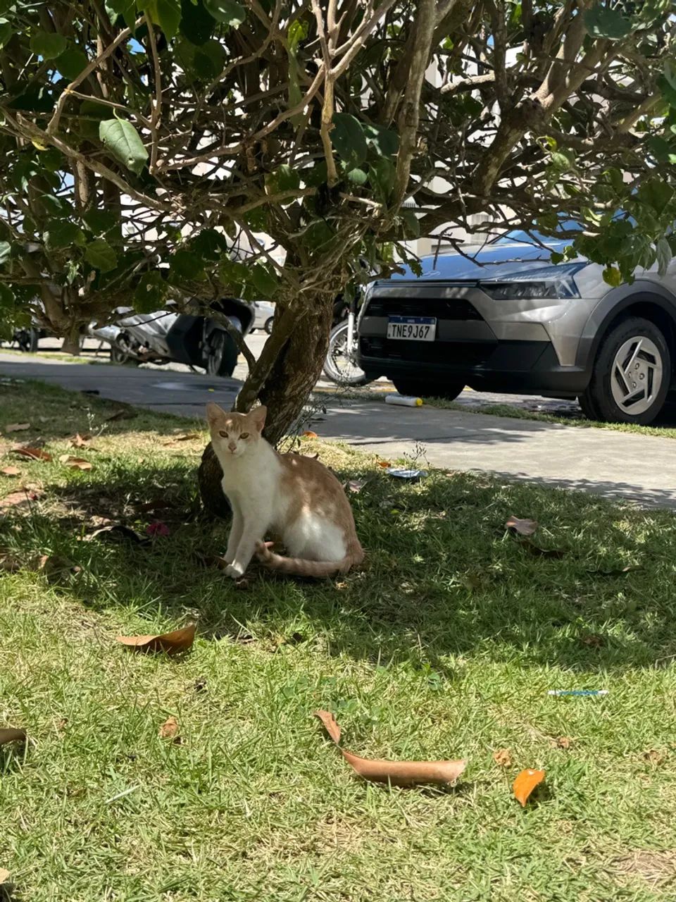 Gatinha para adoção responsável- castrada - Foto 5