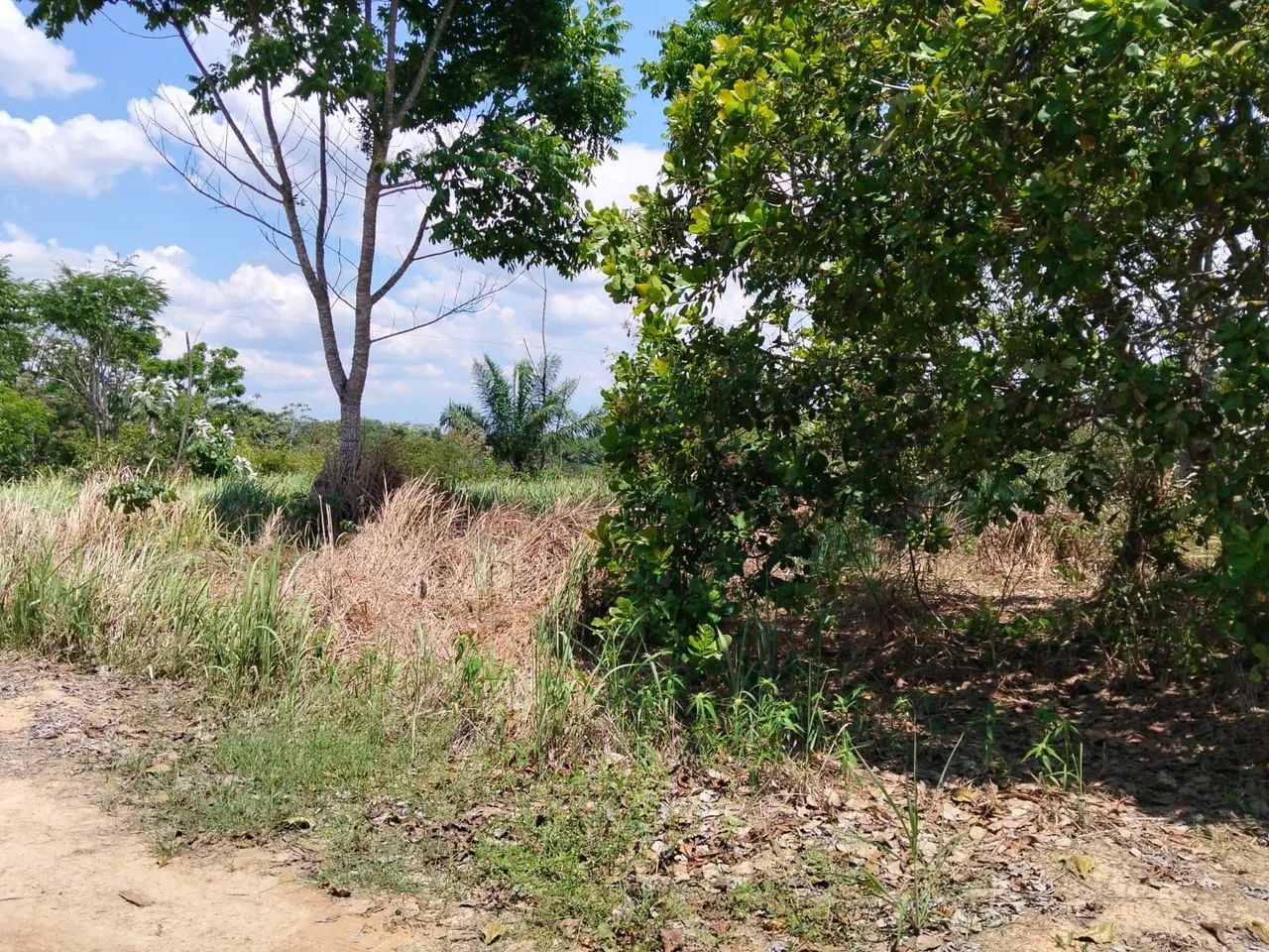 10 hectares alcoobras 50 mil