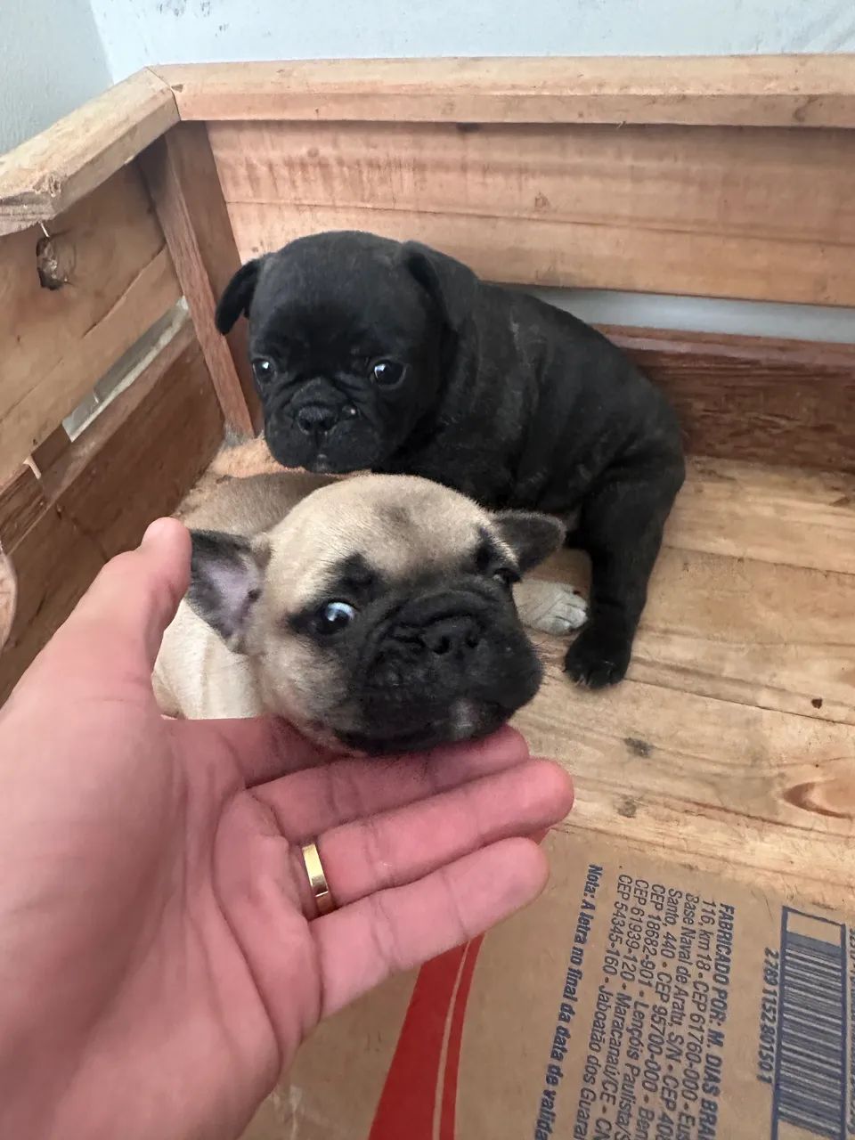 Bulldog francês  - Foto 4