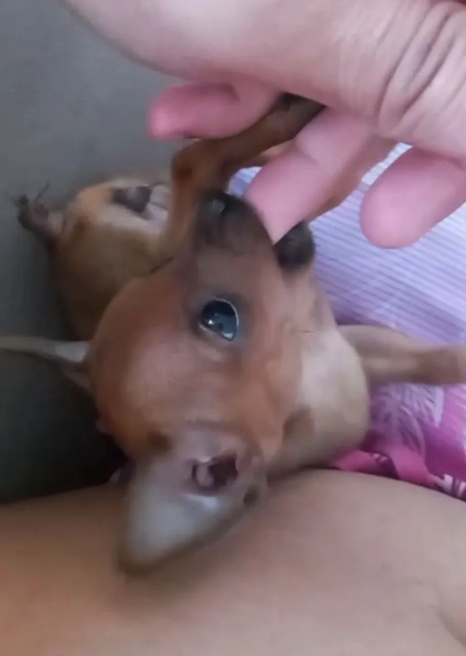 Filhote de Pinscher 