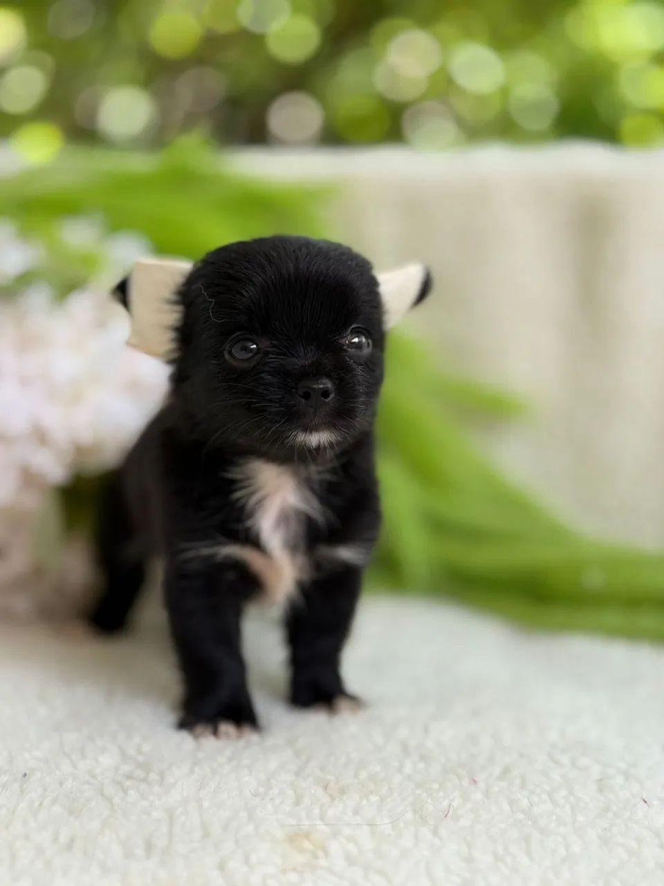 Chihuahua fêmea preta pelo longo com pedigree cbkc 