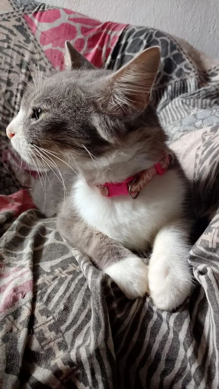 Gata cinza peluda - Foto 4