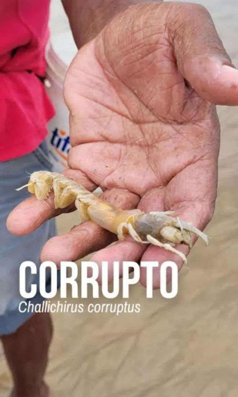 Isca natural para pesca - Corrupto - Foto 2