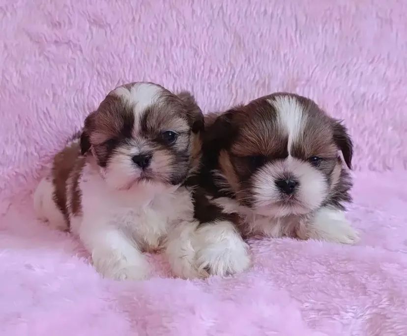 Mini shihtzu disponível  - Foto 4