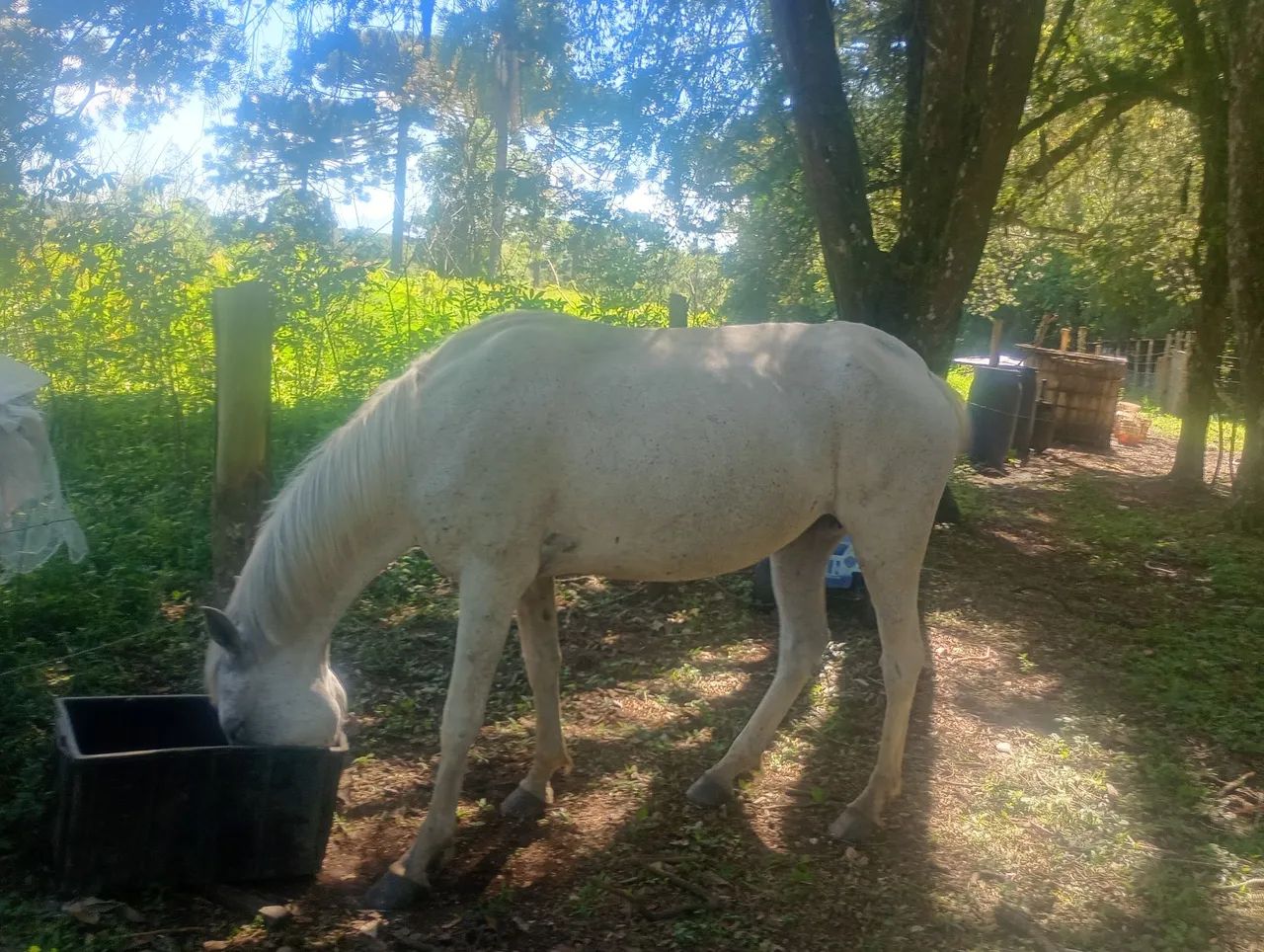 Égua maçã  - Foto 3