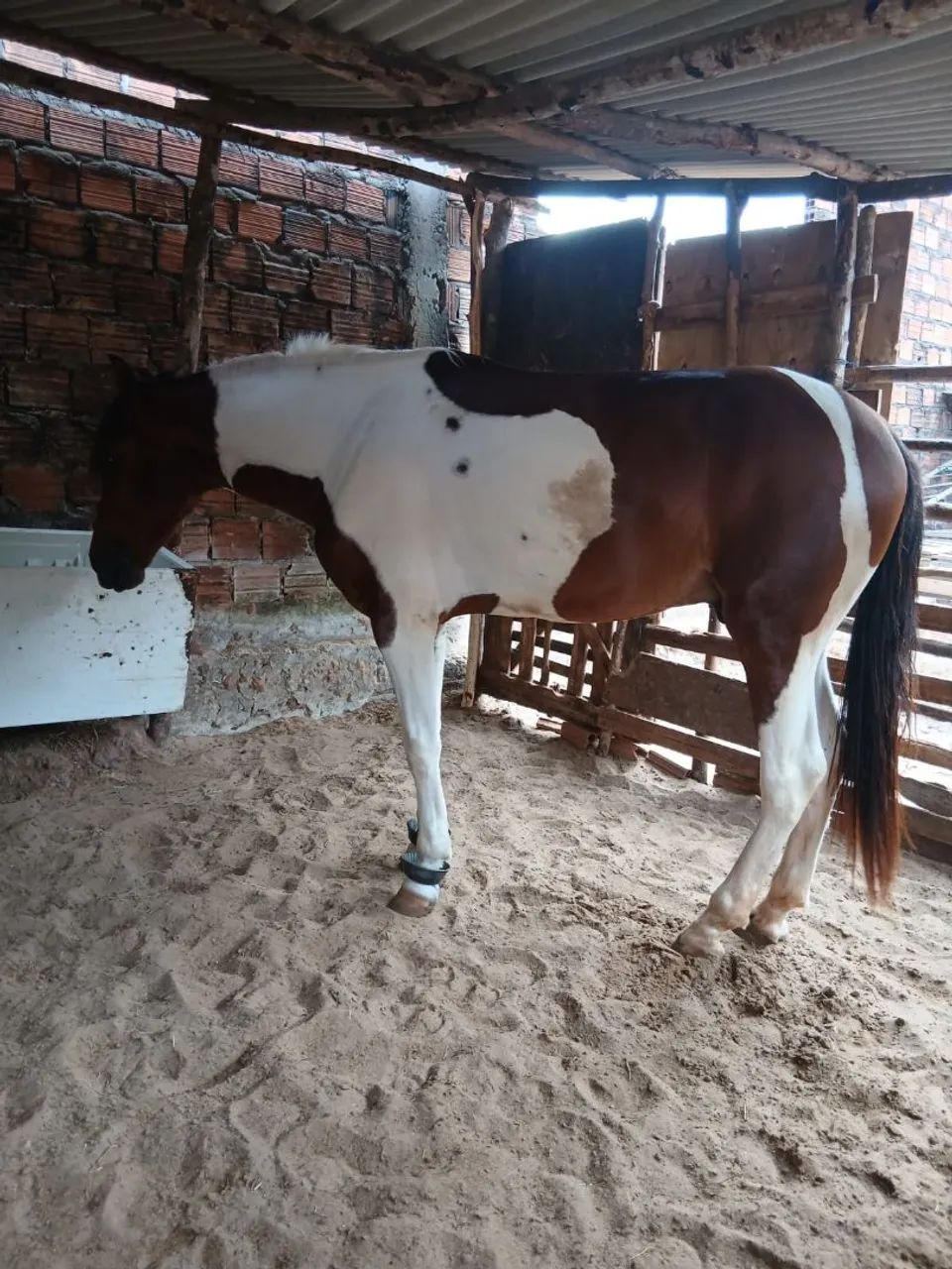 cavalo  - Foto 5