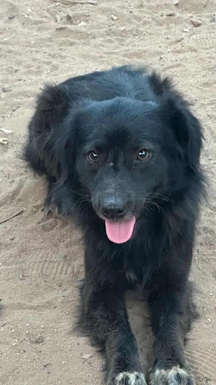 Boder collie macho  - Foto 2