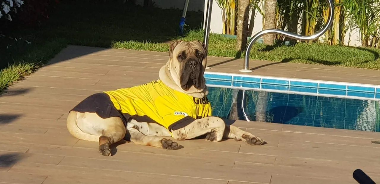Cachorro Cane corso  - Foto 5