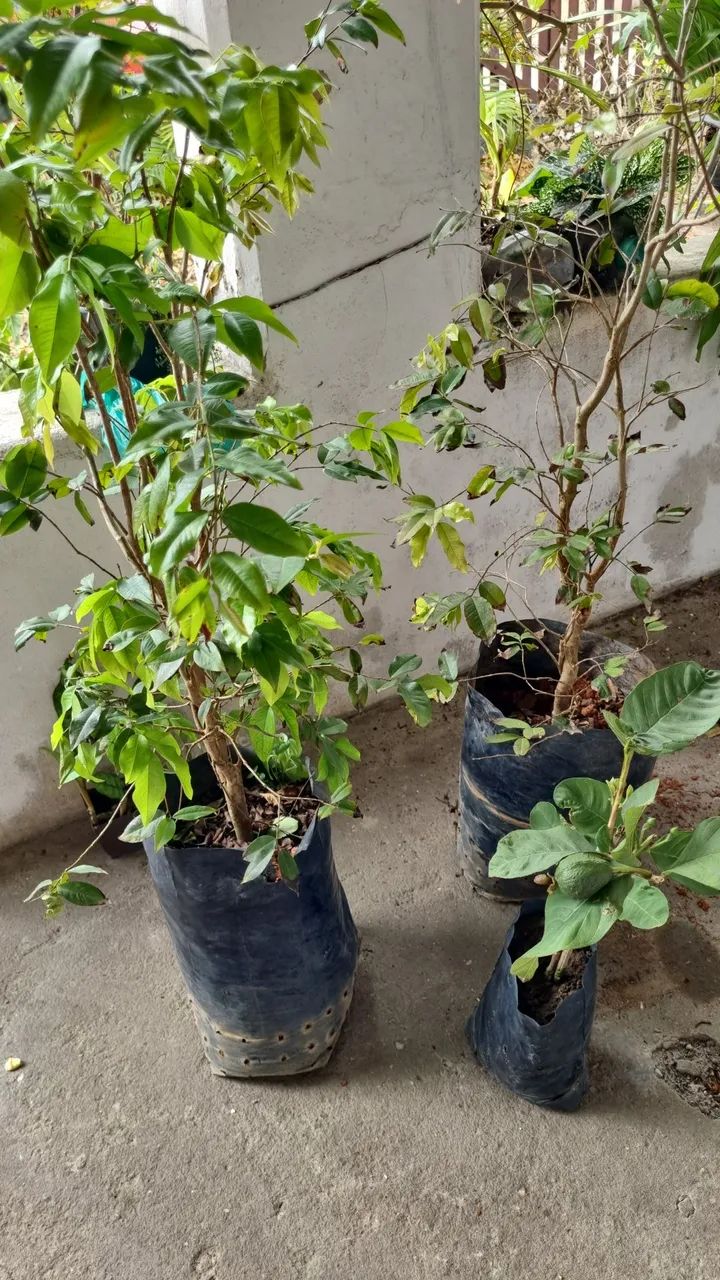 Mudas de Goiaba e Jaboticaba Enxertadas - Diversas Variedades! - Foto 3