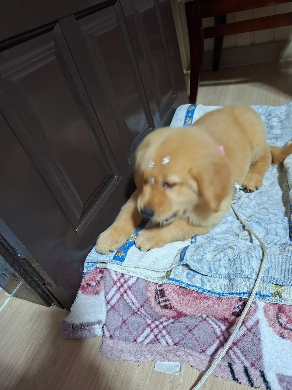 Golden cachorra - Foto 3