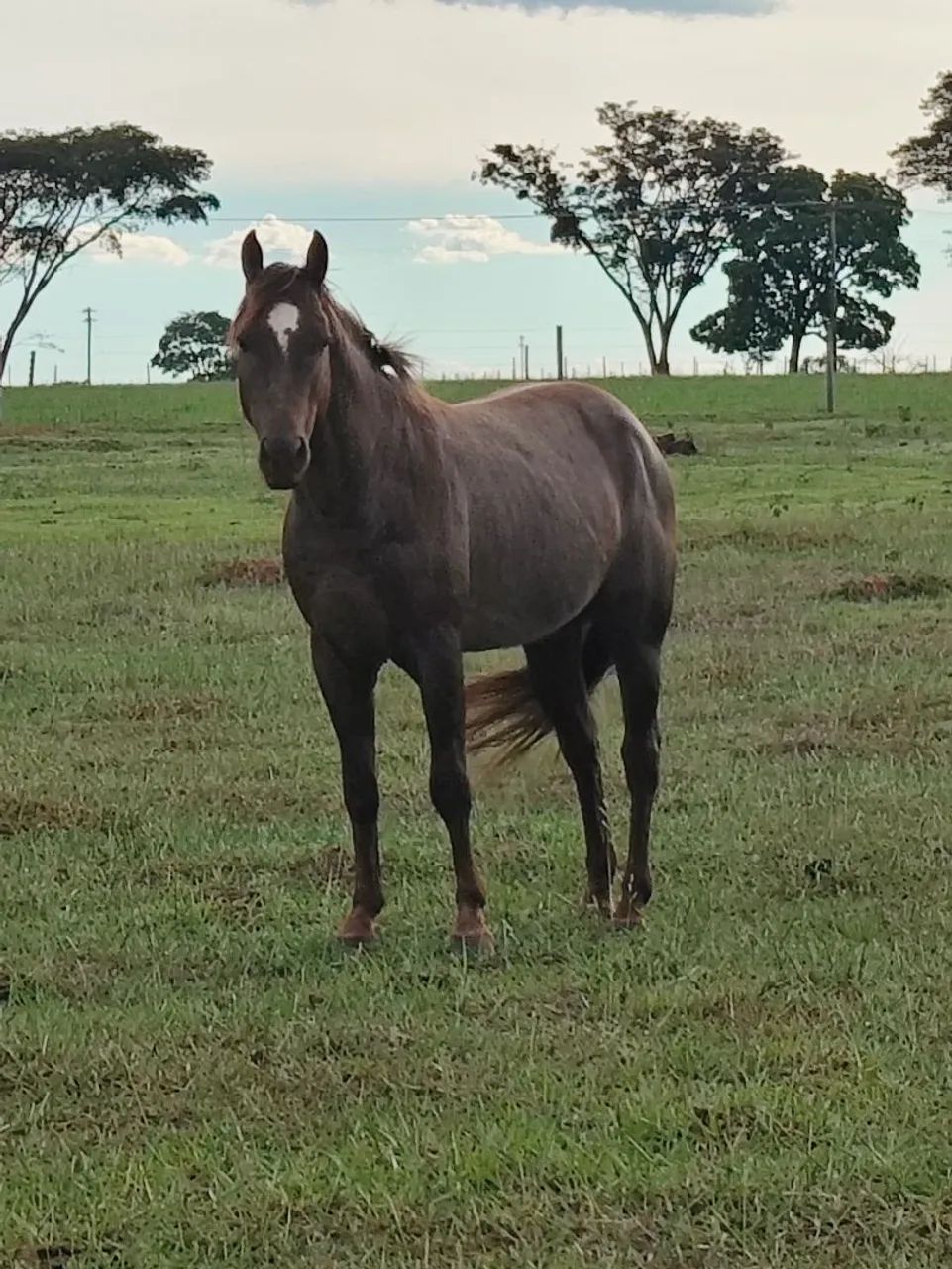 Vendo potro inteiro  - Foto 2