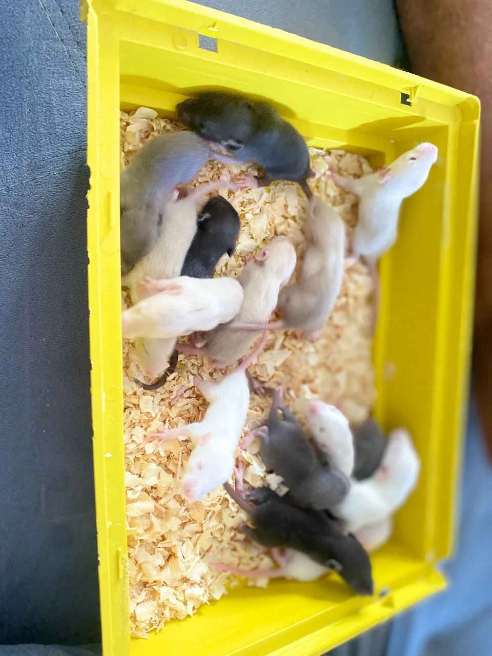 Ratos Swite domestico - Foto 2