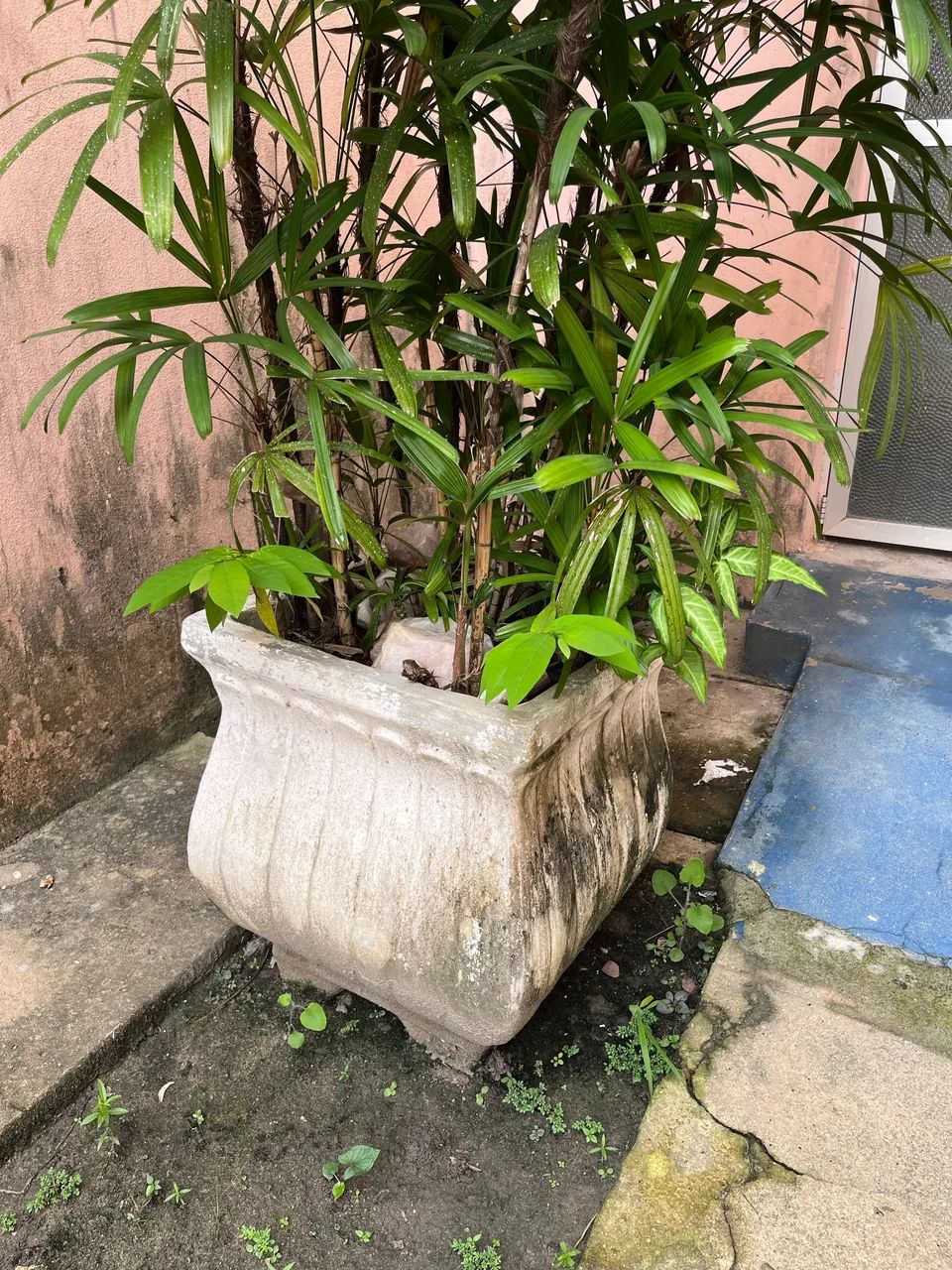 Jarro de plantas  - Foto 2