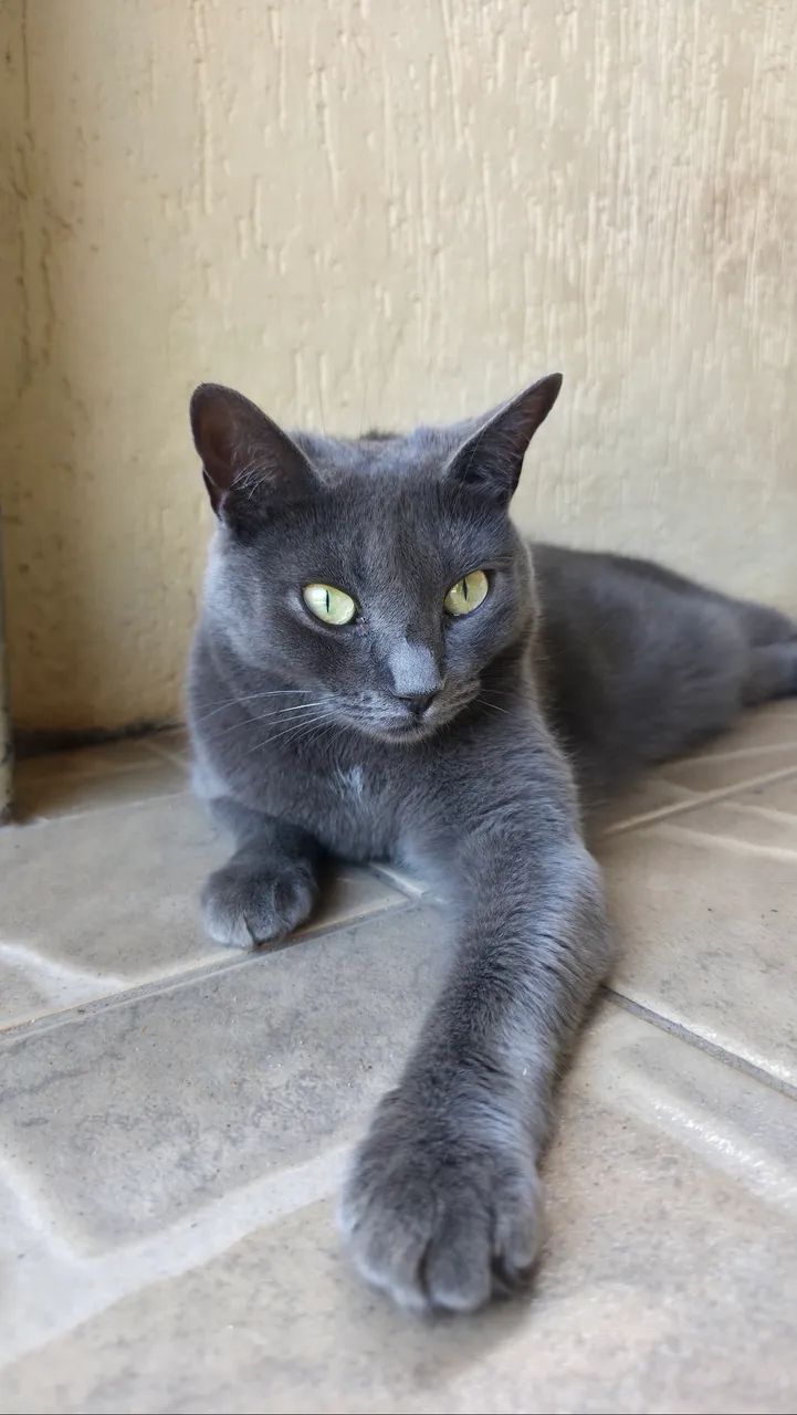 Doação de gatos - Foto 3