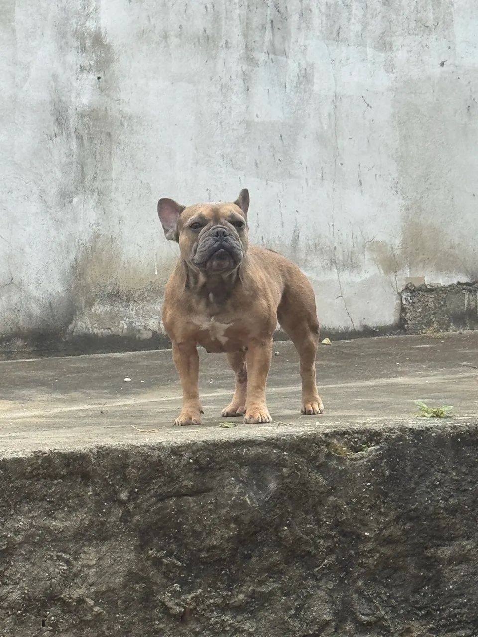 Vendo buldogue 