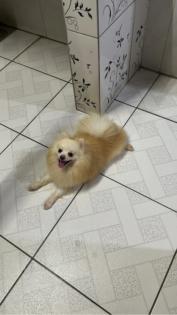 Spitz macho  - Foto 2