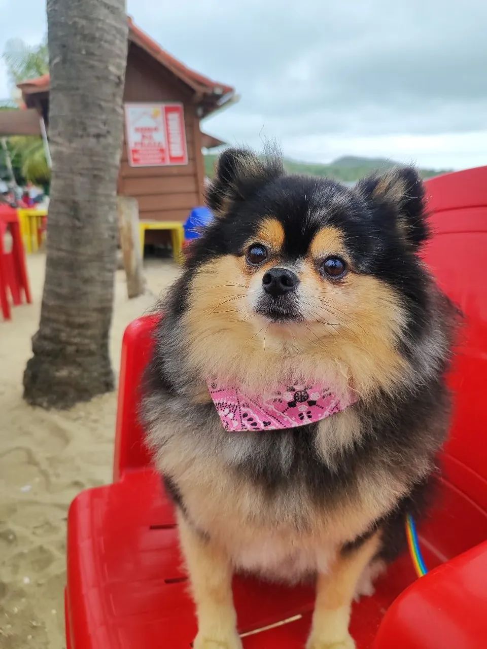 cachorro  - Foto 2