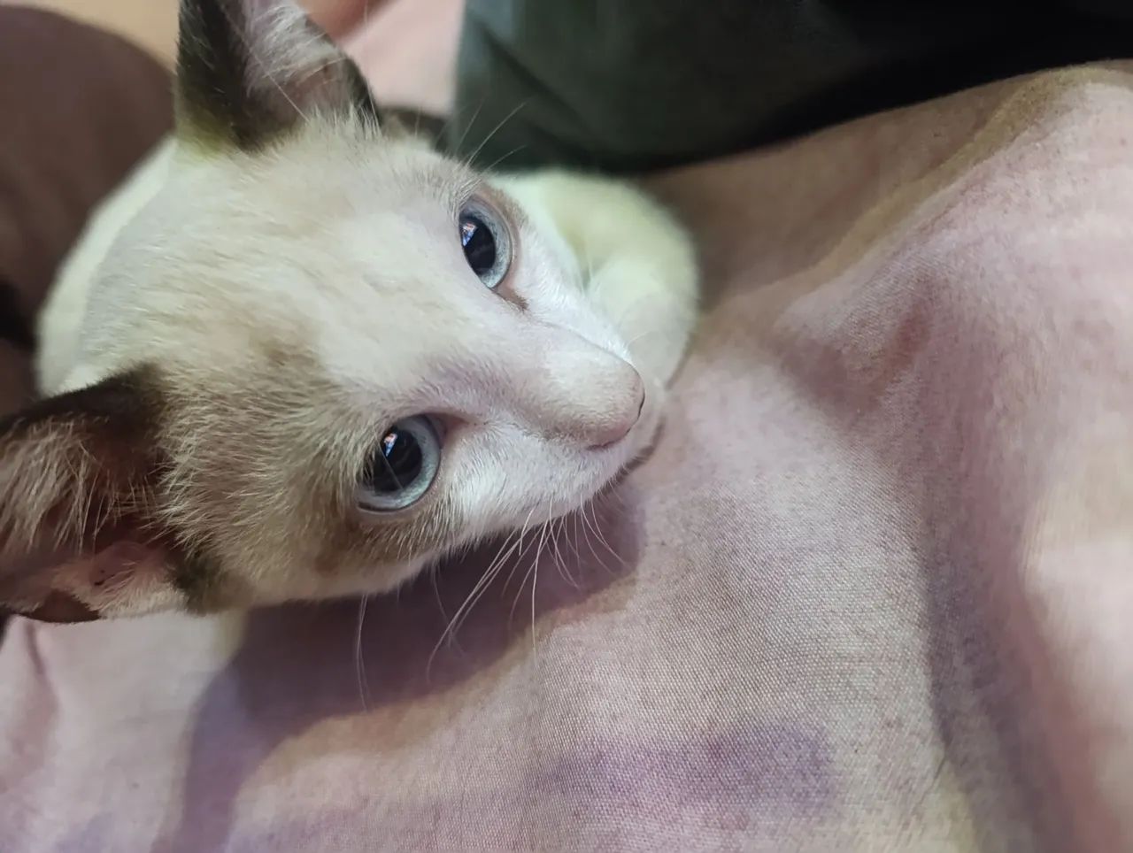 Gato - Foto 2