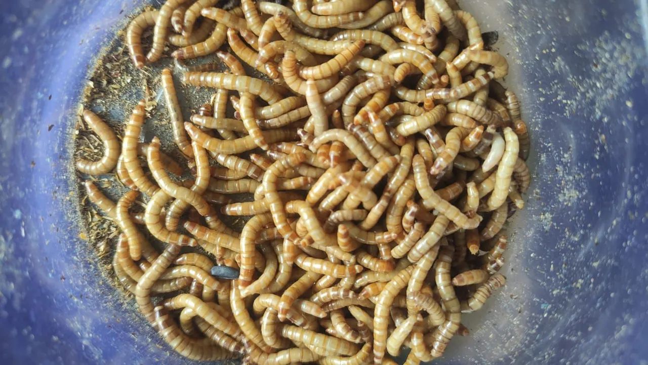 Iscas Para Peixe, e Alimento para Pássaros 