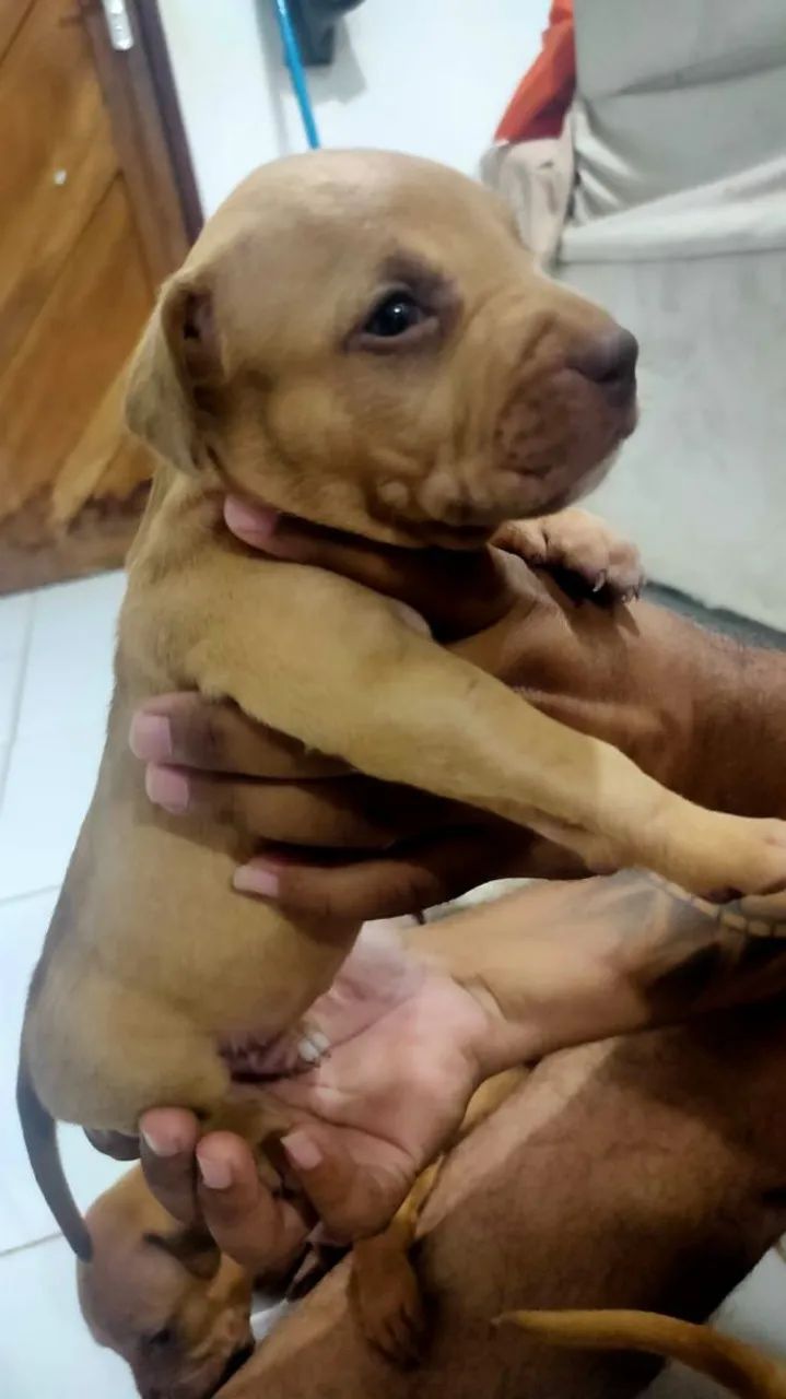 Pitbull filhotes  - Foto 2