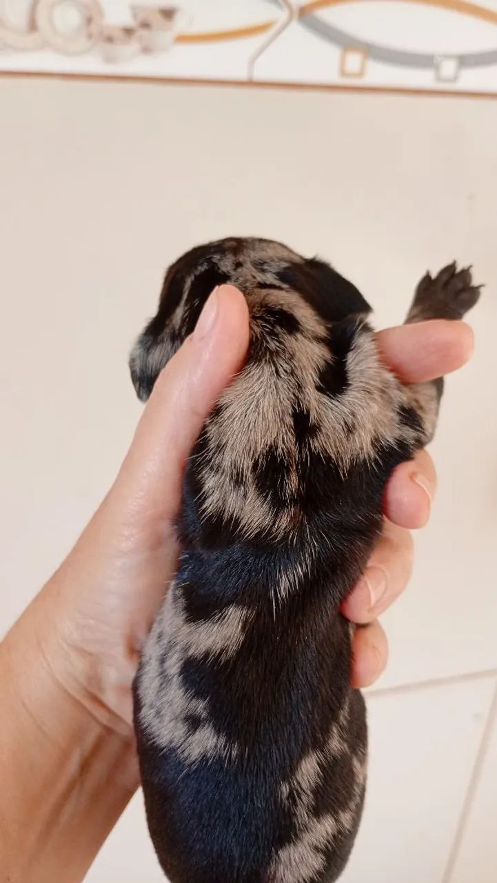 Dachshund mofadinhos - Foto 5