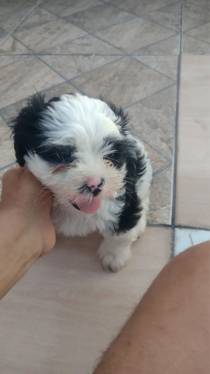 Muito bom 