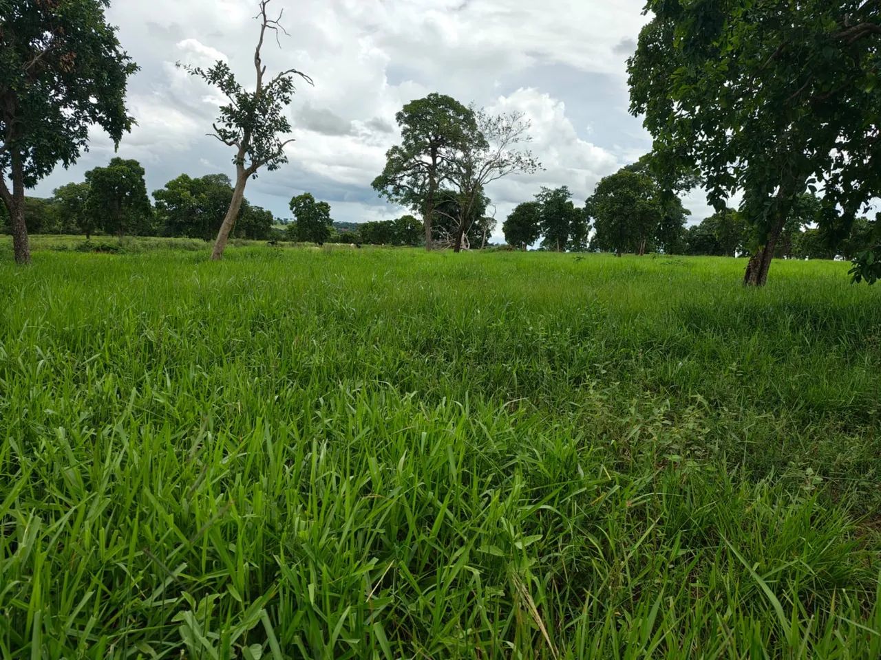Fazenda em Iturama Minas Gerais  - Foto 5