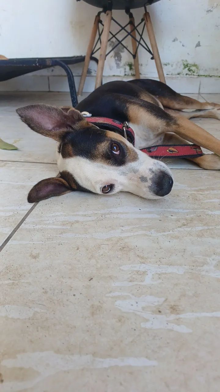 ADOÇÃO  - Foto 2