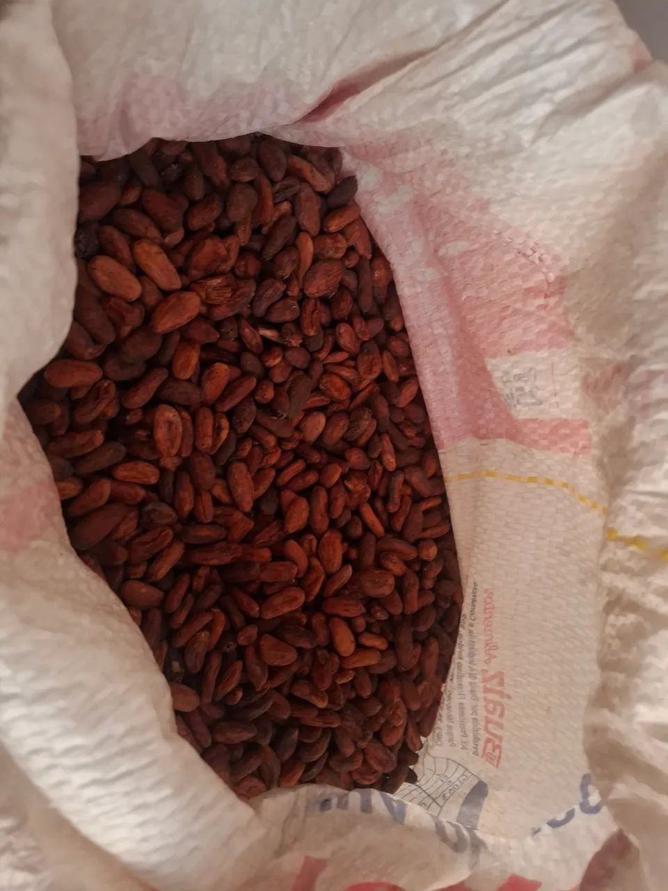 Cacau seco