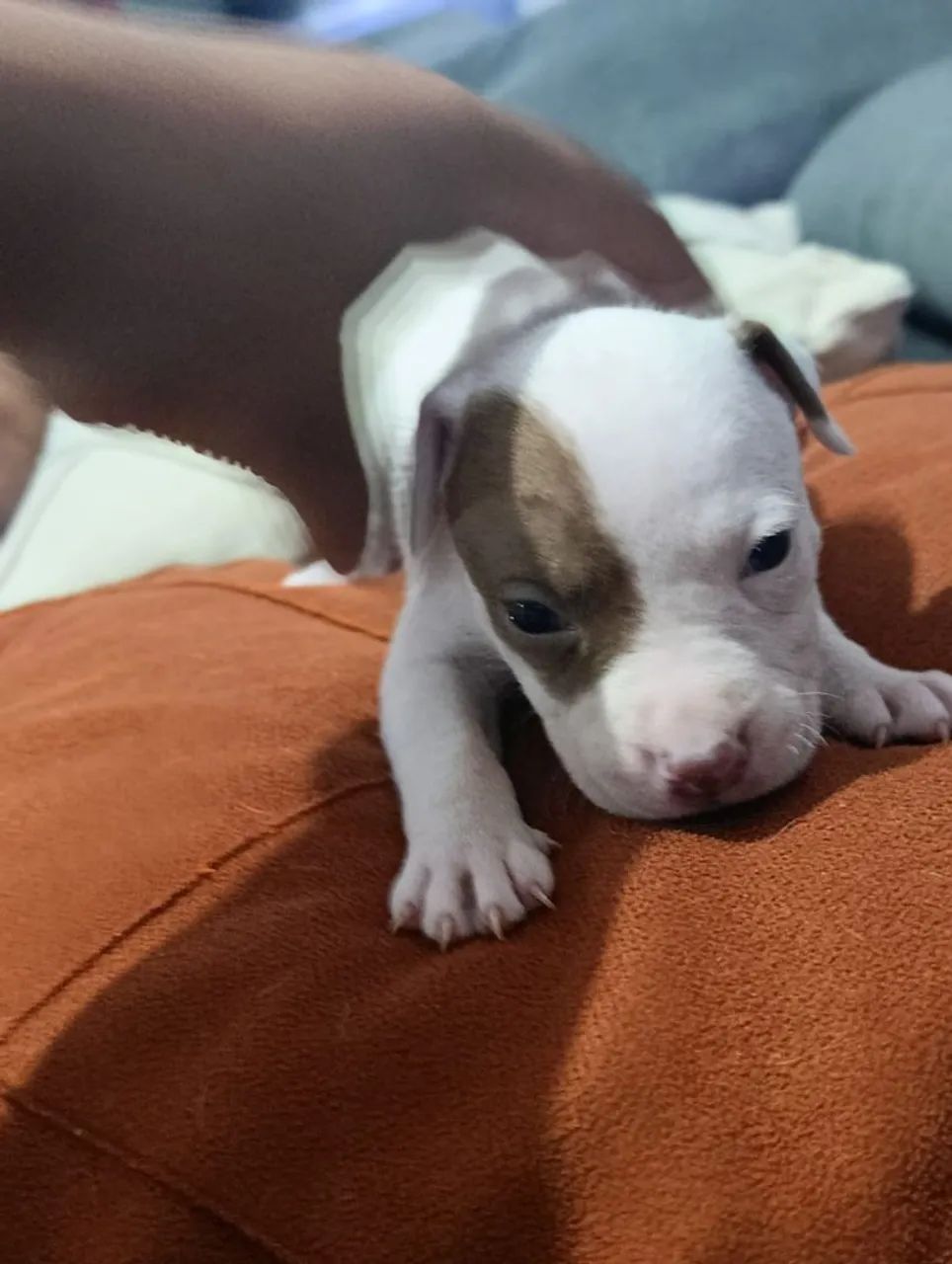 Filhotes de Pit Bull  - Foto 5