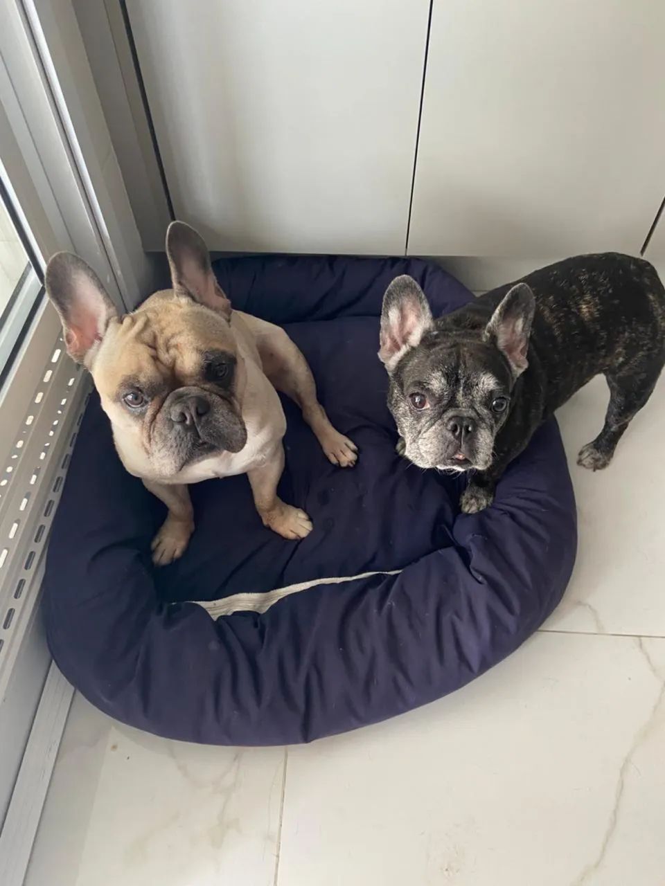 Tomo conta dos seus animais . - Foto 5
