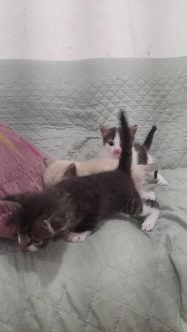 Gatinha filhote para adoção  - Foto 3