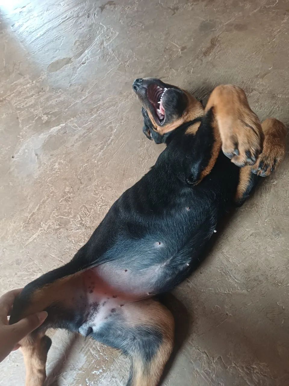 cachorro rottweiler  - Foto 2