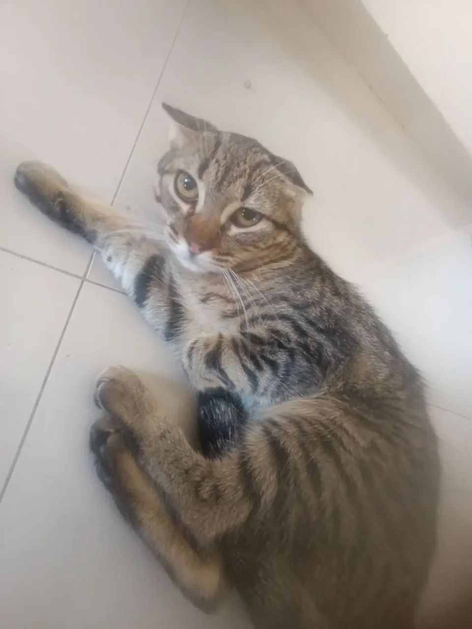 Doa-se gata super dócil 