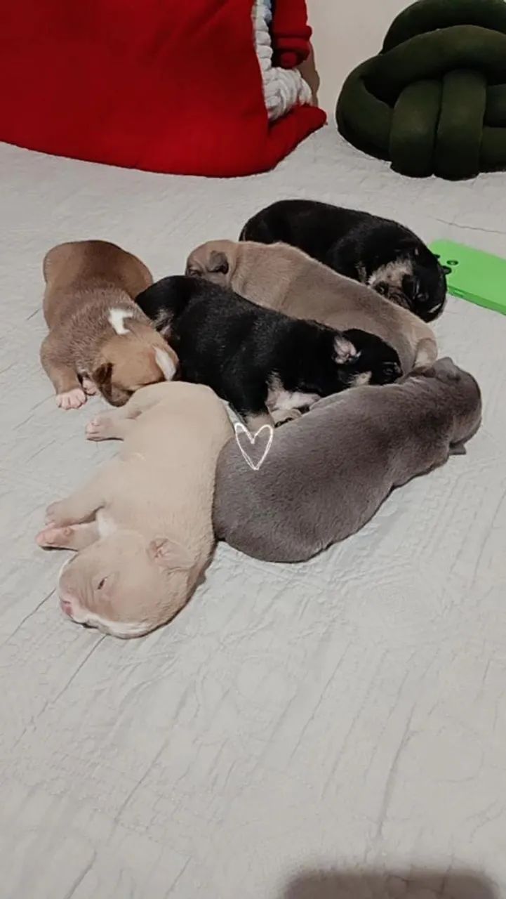 Filhotes de American Bully 