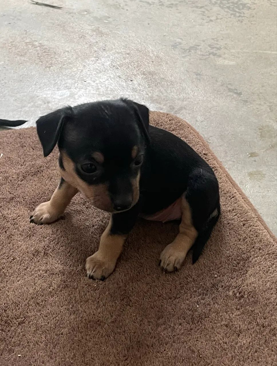 Vendo Pinscher 