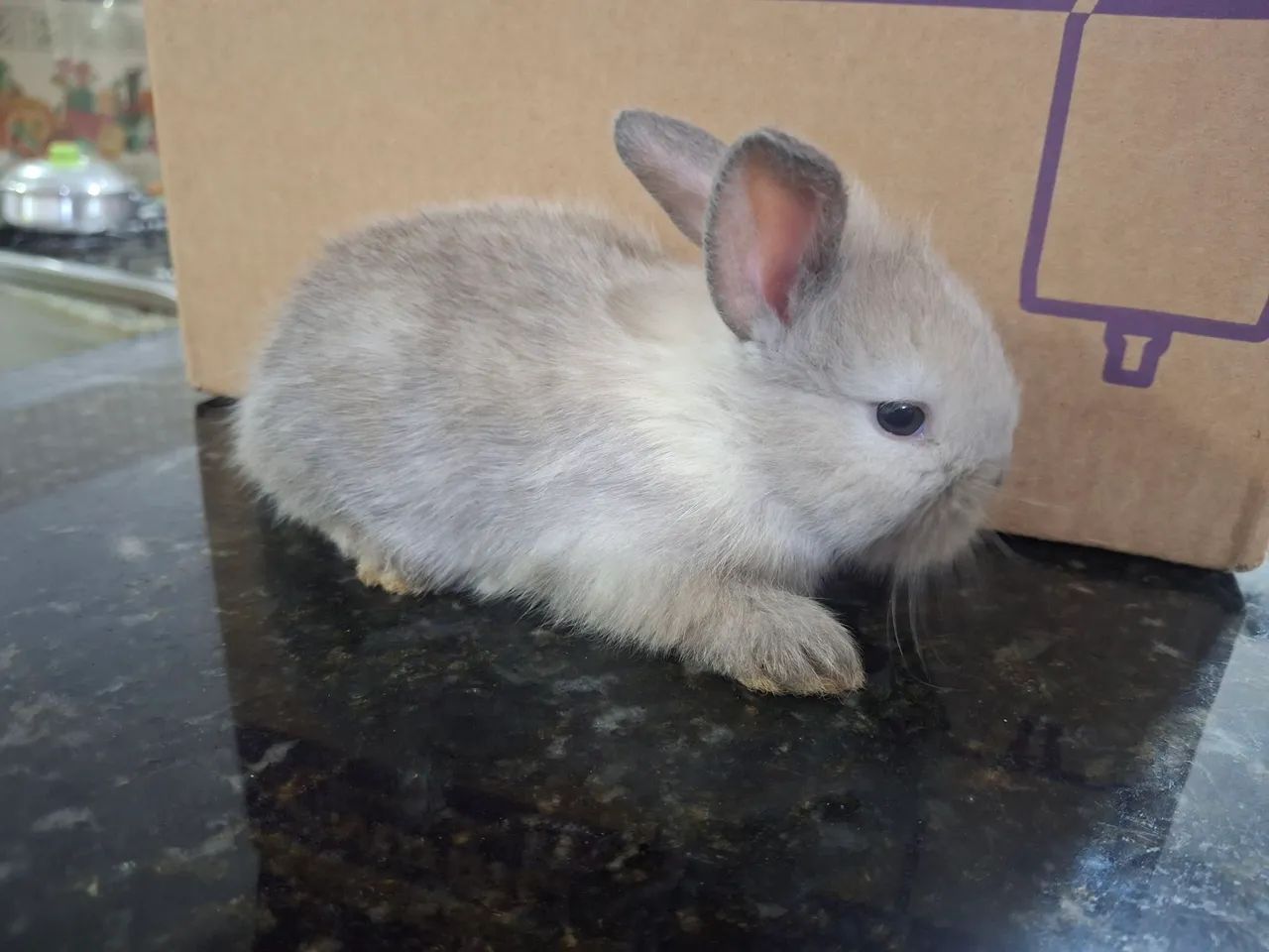 Coelhinhos com 25 dias de nascido, - Foto 5